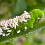 Parasitic wasp eggs on hornworm