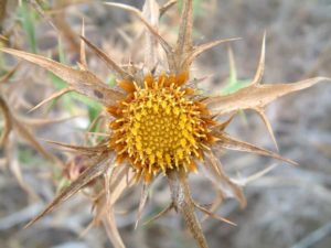 Thistle Thistle weed