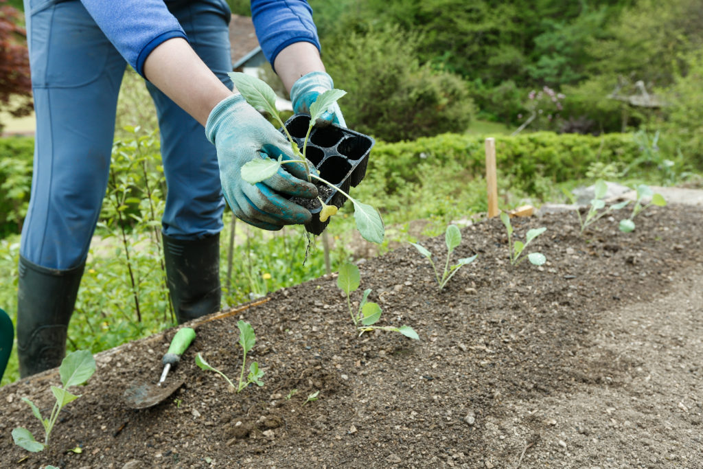 Fall garden planting