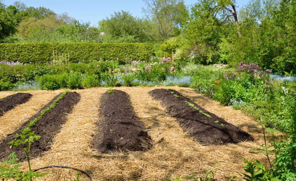 Vegetable garden rows
