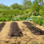 Vegetable garden rows