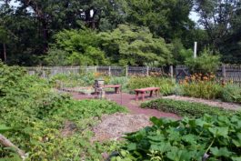 Succession Planting Summer Into Autumn - Harvest To Table