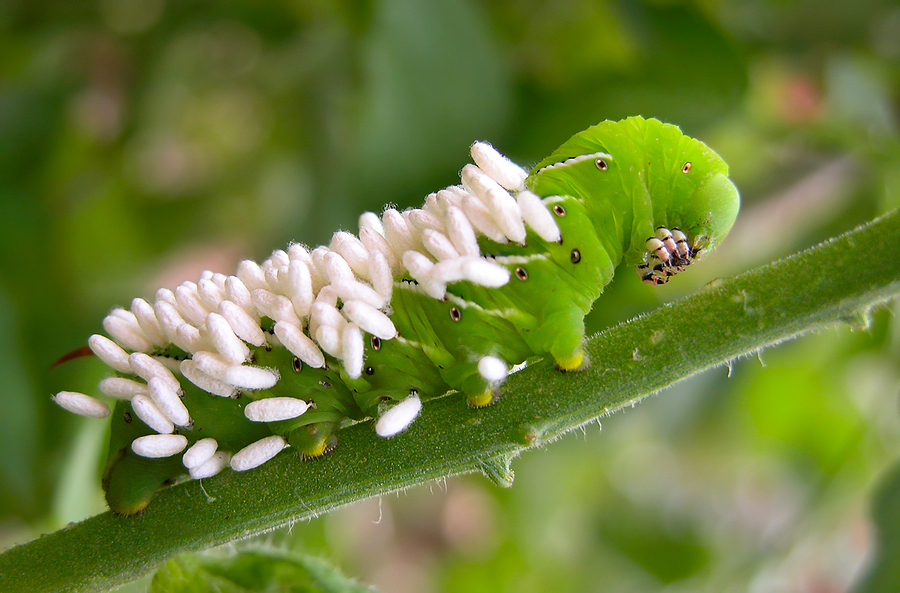 parasitic wasp eggs on hornworm