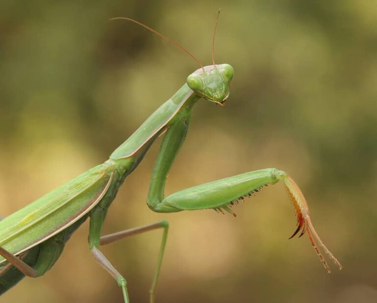 Praying mantid1