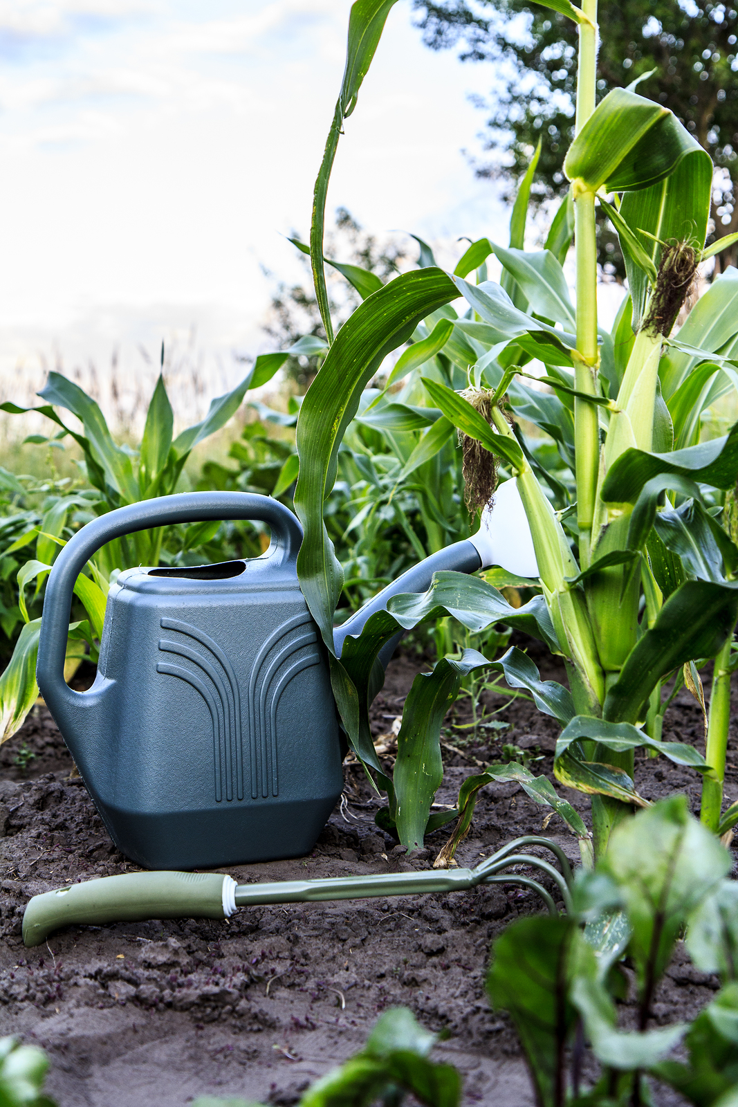 Corn watering