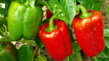 peppers at harvest