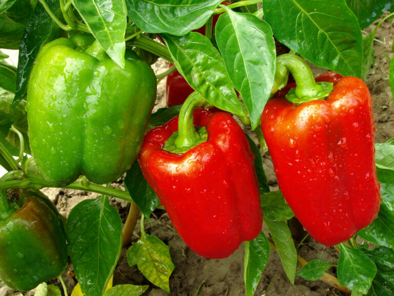peppers at harvest
