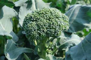 Broccoli central flower head Broccoli head florets are tight