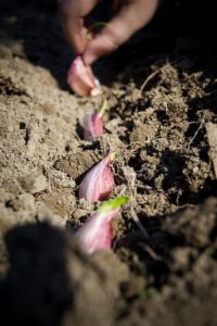 Garlic planting