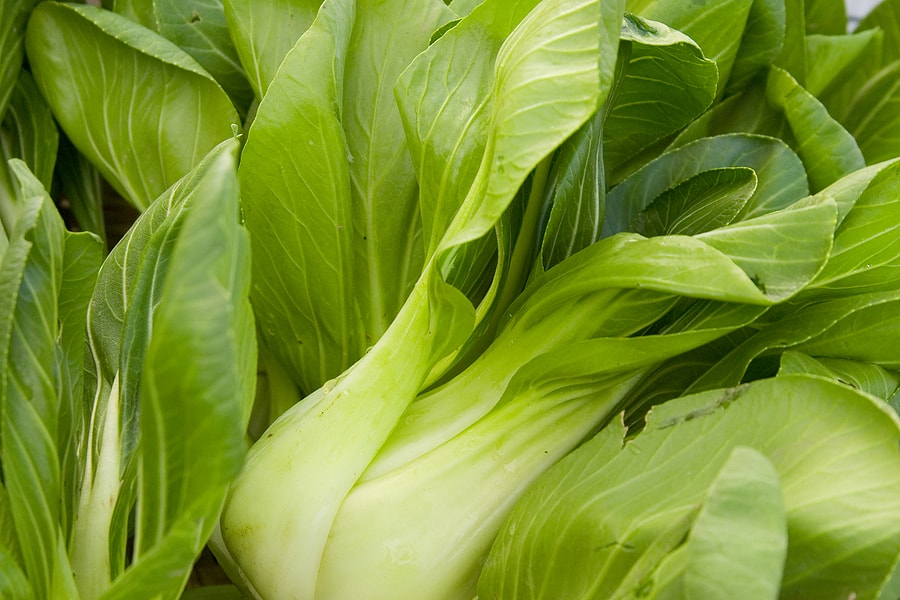 Asian Greens for Cool-Weather Harvest - Harvest to Table