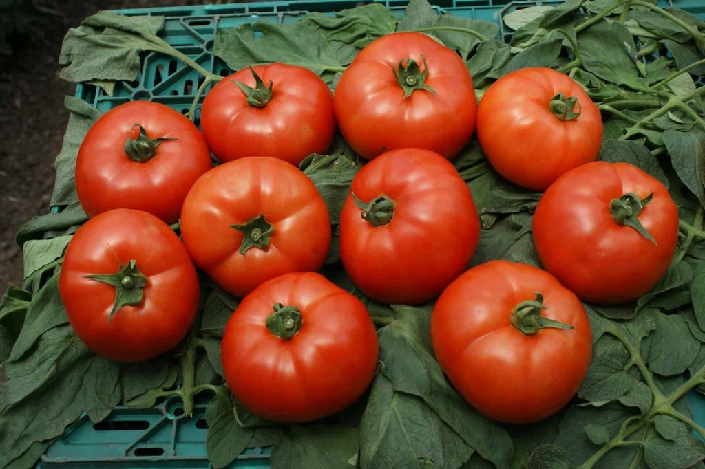 Organic tomatoes