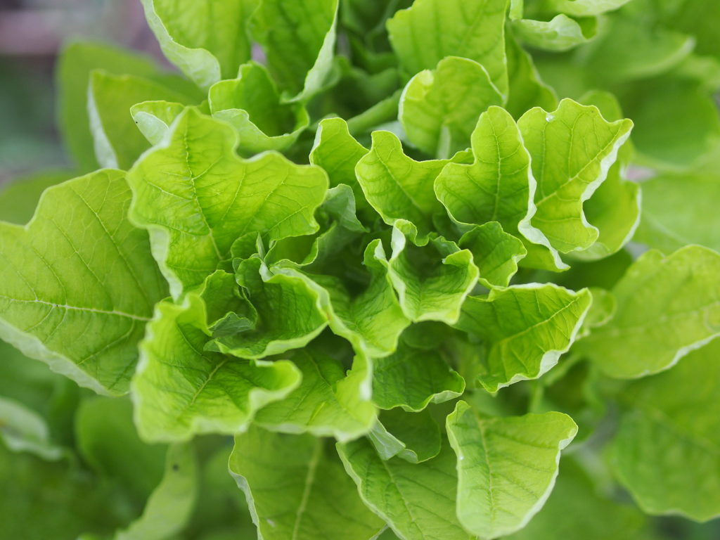 Leaf amaranth