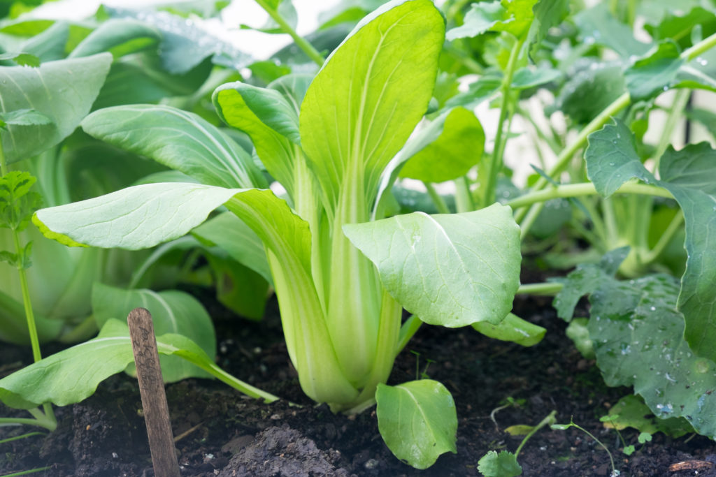 Pak choi