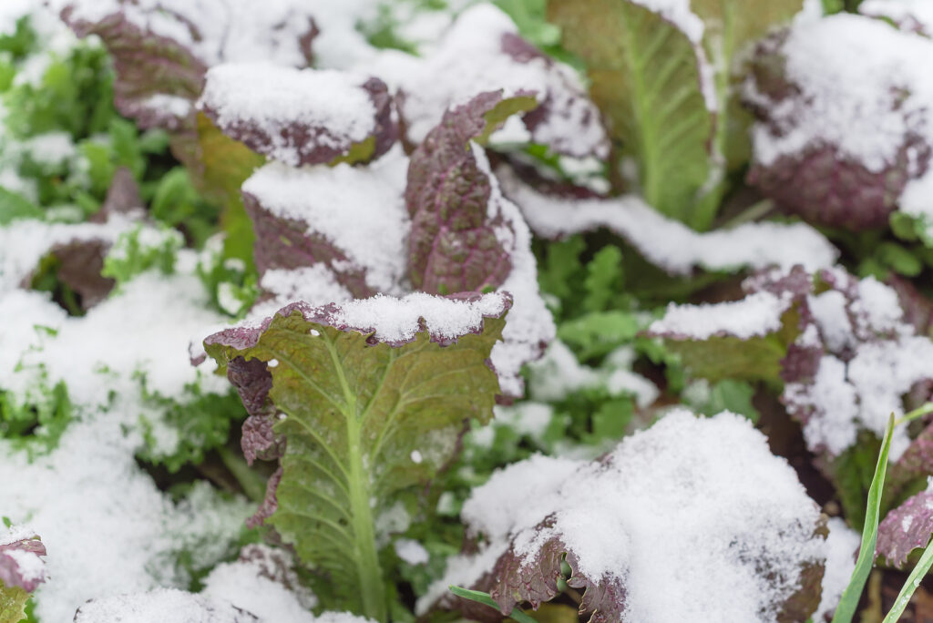 Red mustard growing under snow