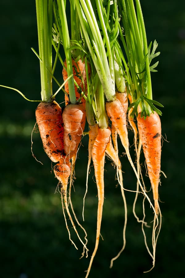 carrot plant images