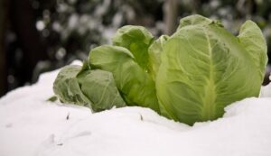Spring cabbage in winter