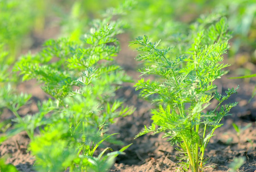 sprouting carrot seedlings