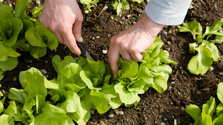 Growing Lettuce In Containers - Harvest to Table