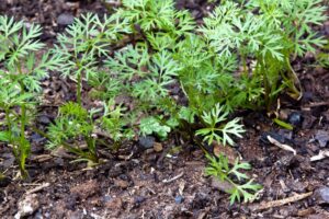 Carrot seed sprouted