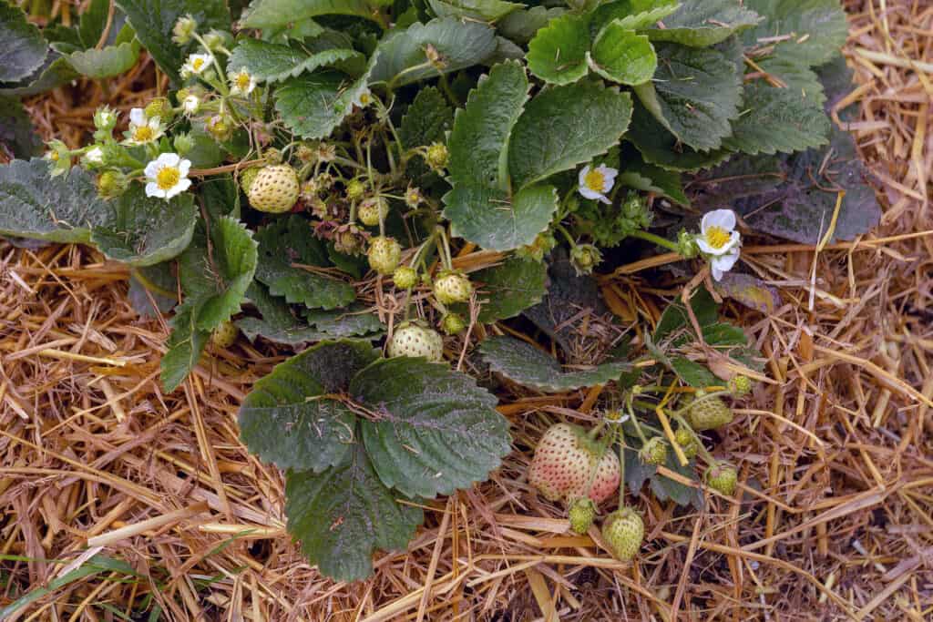 Strawberry Harvest Salad How to Start Strawberry Plants from Runners