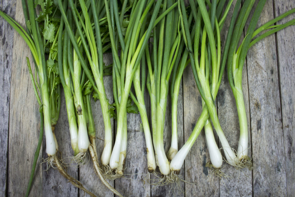 Green onions harvest