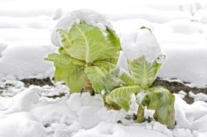Cabbage under snow Winter cabbage