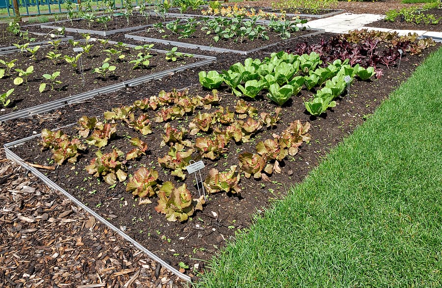 Intensive Planting In The Vegetable Garden Harvest To Table