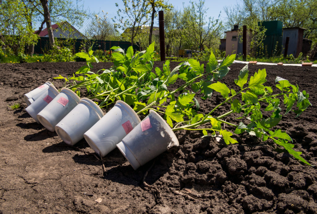 tomato transplanting