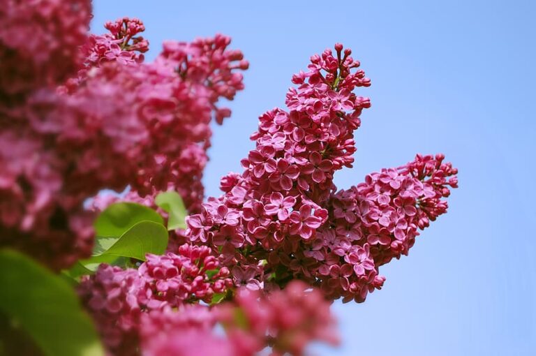 Lilacs