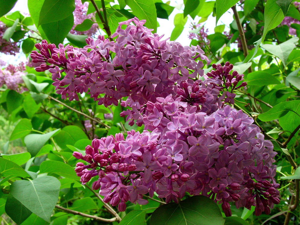 Lilacs blooming