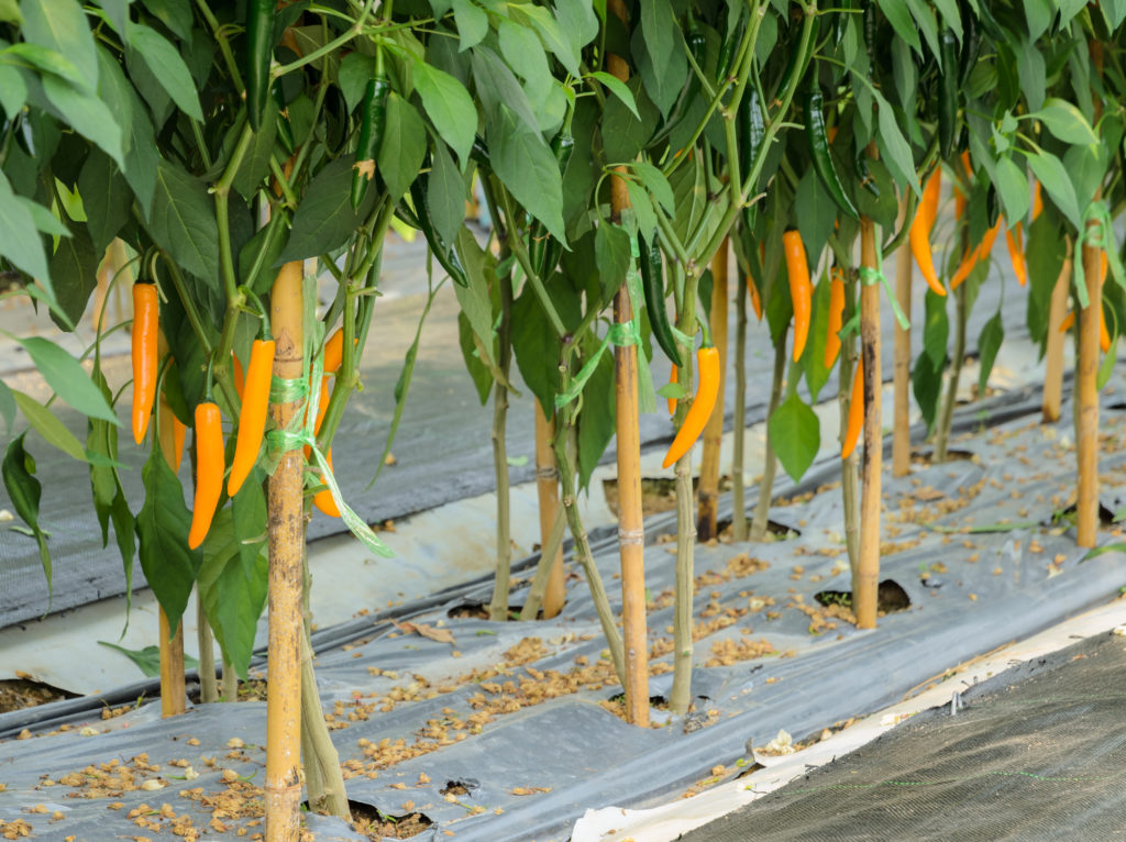 stakes supporting pepper plants