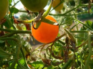 Tomato flavor is related to 400 volatile chemical compounds.