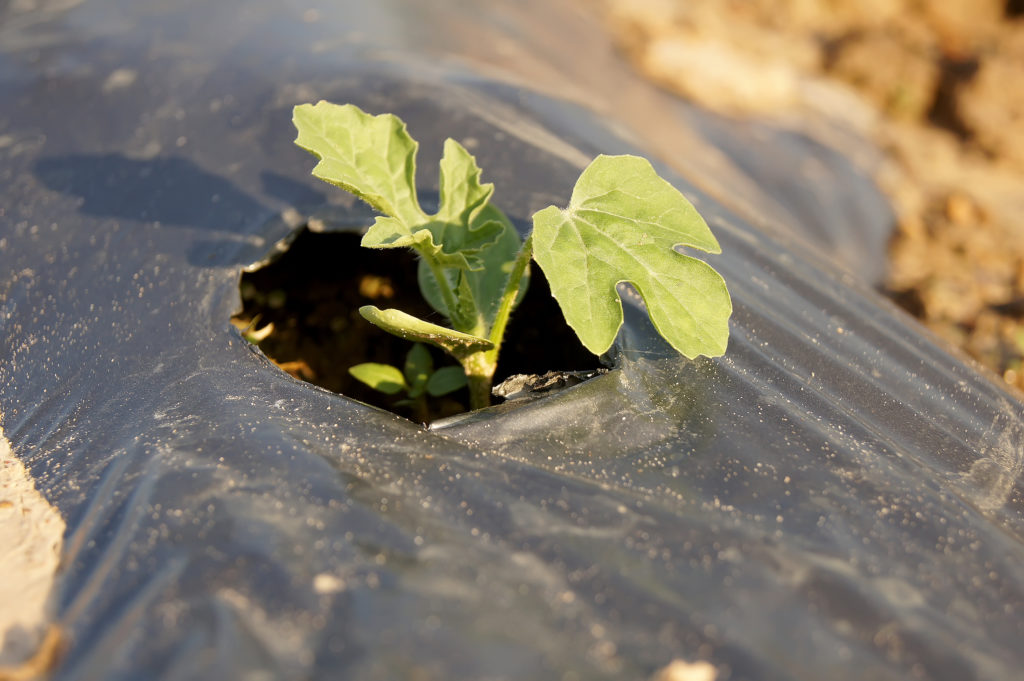 Plastic sheeting and seedling