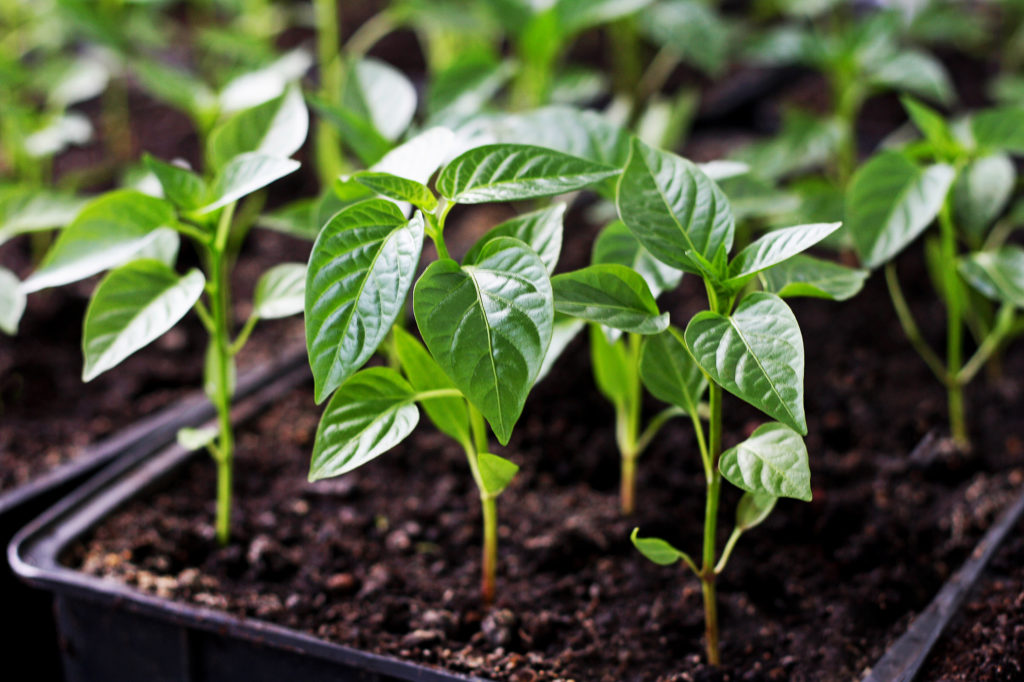 Pepper seedlings