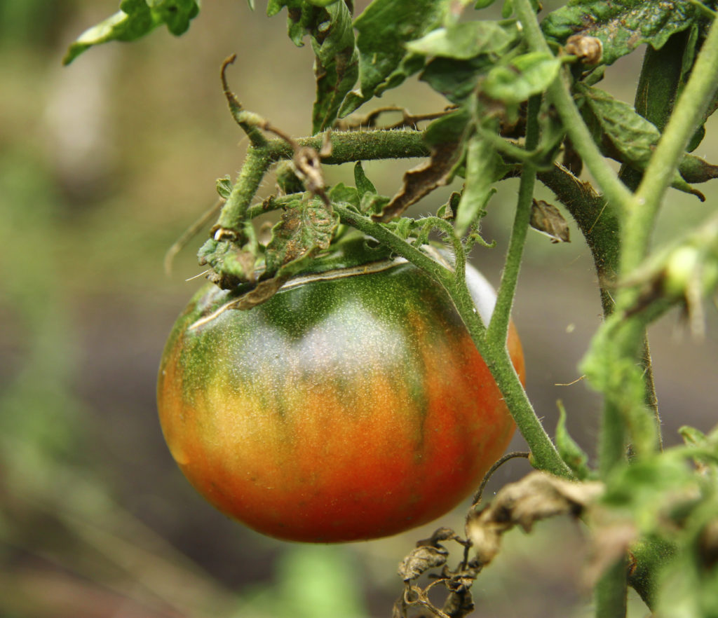 'German Johnson' tomato