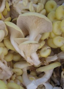 Canary Tree Oyster mushroom