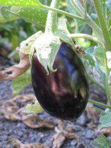 Black Beauty eggplant