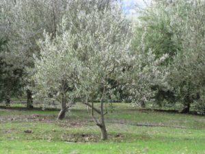 Olive trees
