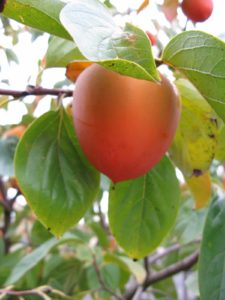 Fuyu persimmon