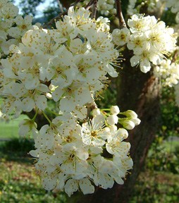 Plum blossoms