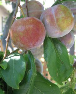 Plums in mid-summer