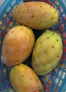 Prickly pears