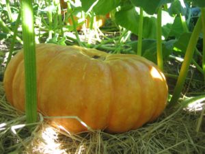 Pumpkin
