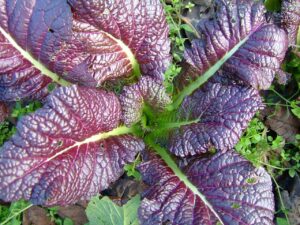 Giant Red Mustard leaves