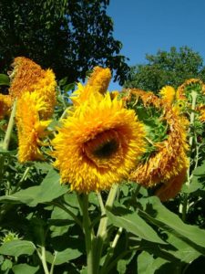 My favorite shaggy sunflowers