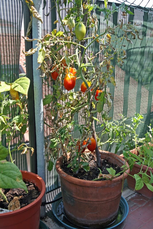 How To Grow Tomatoes In Containers