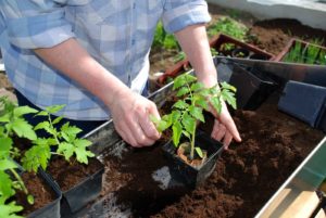 Potting up tomato plant