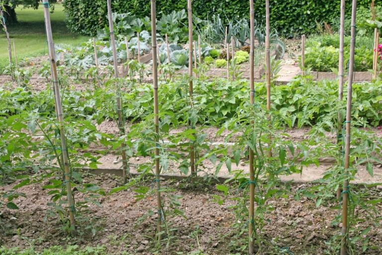 Tomatoes Trained to Single Stakes