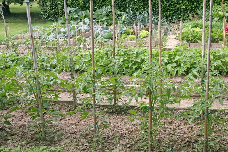 How to String Train Tomatoes - New Way to Stake Tomatoes