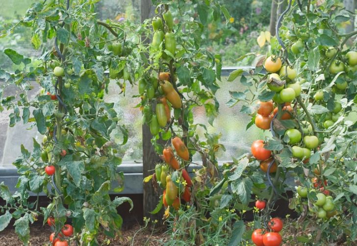 Growing Tomatoes On Stakes Harvest To Table